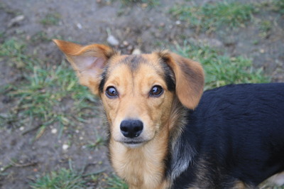 STELYO, Pinschermix - Rüde