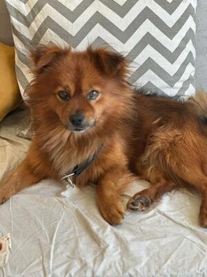 STEPPY, Spitz-Sheltiemischling - Rüde