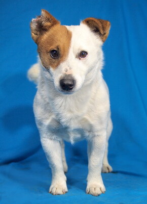 STEVIE - menschenorientiert, immer gut gelaunt, verschmust, verspielt, intelligent, bewegungsfreudig, katzenverträglich