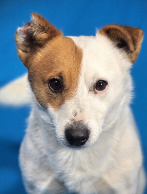 STEVIE - menschenorientiert, immer gut gelaunt, verschmust, verspielt, intelligent, bewegungsfreudig, katzenverträglich, Jack Russel Terrier - Rüde