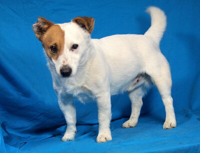 STEVIE - menschenorientiert, immer gut gelaunt, verschmust, verspielt, intelligent, bewegungsfreudig, katzenverträglich, Jack Russel Terrier - Rüde