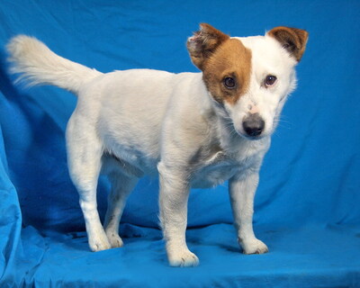 STEVIE - menschenorientiert, immer gut gelaunt, verschmust, verspielt, intelligent, bewegungsfreudig, katzenverträglich, Jack Russel Terrier - Rüde