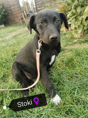 STOKI sucht ihr eigenes Körbchen, Labbi-Mix Welpen - Hündin
