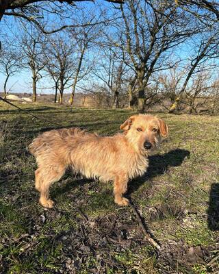 STOPLI lieber Dackel-Mix-Bub sucht neues Rudel, Dackel-Mischling - Rüde