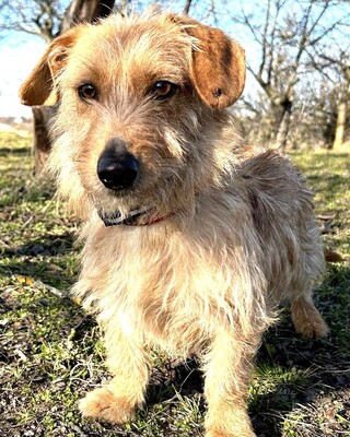 STOPLI - lieber Dackel-Mix-Bub sucht neues Rudel