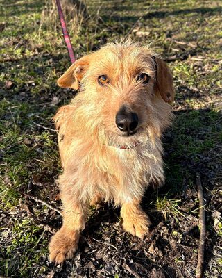 STOPLI - lieber Dackel-Mix-Bub sucht neues Rudel, Dackel-Mix - Rüde