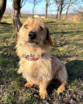 STOPLI - lieber Dackel-Mix-Bub sucht neues Rudel, Dackel-Mix - Rüde