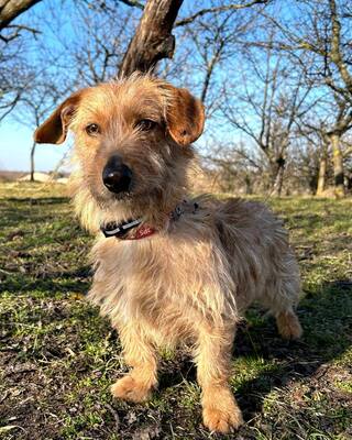 STOPLI lieber Dackel-Mix-Bub sucht neues Rudel, Mischling - Rüde