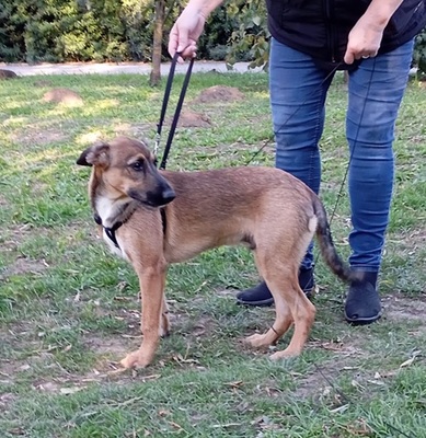 STROLCHI, Mischling Welpen - Rüde