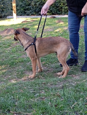 STROLCHI, Mischling Welpen - Rüde