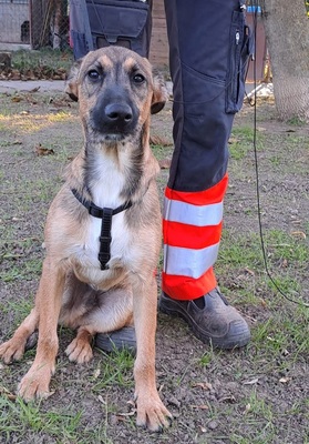 STROLCHI, Mischling Welpen - Rüde