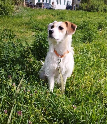 STRUPPY in Wien, Mischling - Rüde