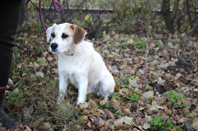 STRUPPY in Wien, Mischling - Rüde