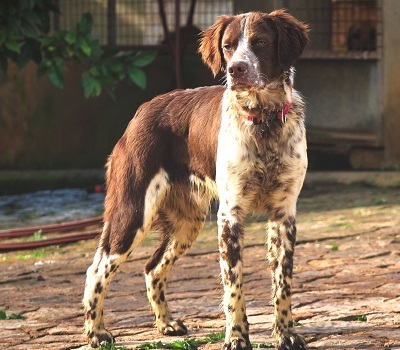 STUART, Münsterländer-Mischling - Rüde