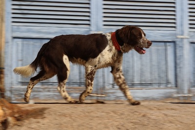 STUART, Münsterländer-Mischling - Rüde