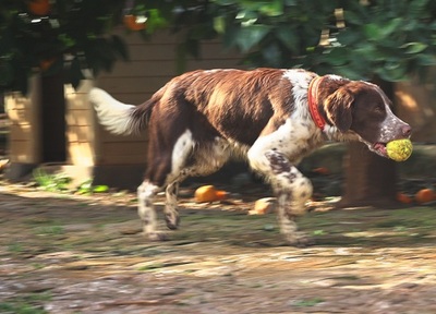 STUART, Münsterländer-Mischling - Rüde