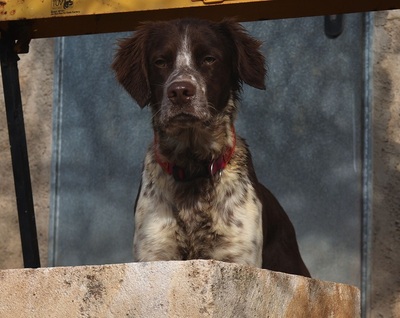 STUART, Münsterländer-Mischling - Rüde