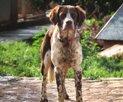 STUART, Münsterländer-Mischling - Rüde