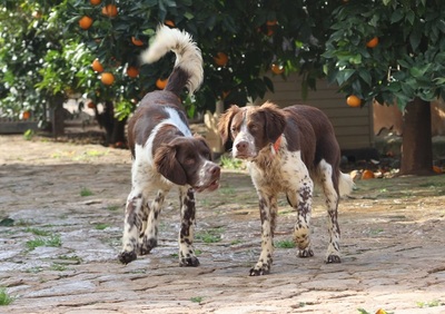 STUART, Münsterländer-Mischling - Rüde