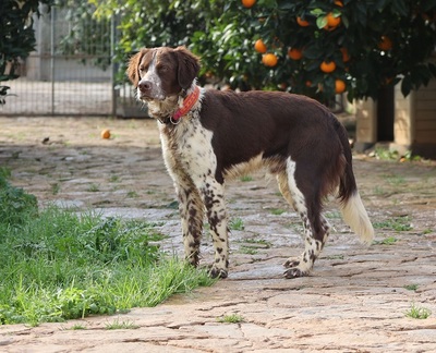 STUART, Münsterländer-Mischling - Rüde