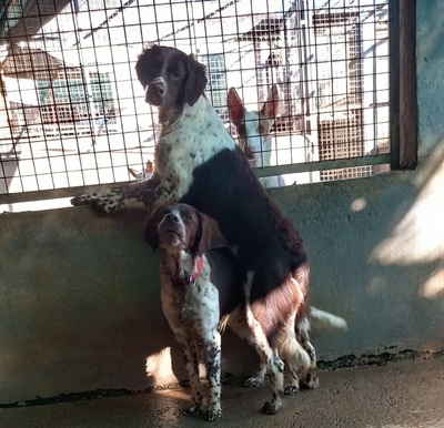 STUART, Münsterländer-Mischling - Rüde