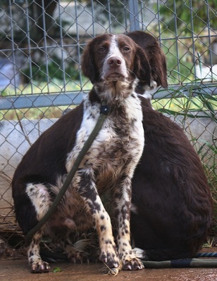 STUART, Münsterländer-Mischling - Rüde