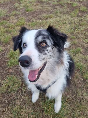SUHAJKO, Australien Shepherd Mischling - Rüde