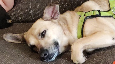 SUKI, Mischling - Hündin