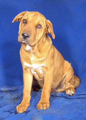 SUMO - sehr lieb und lustig, neugierig, verschmust, lebhaft, gelehrig