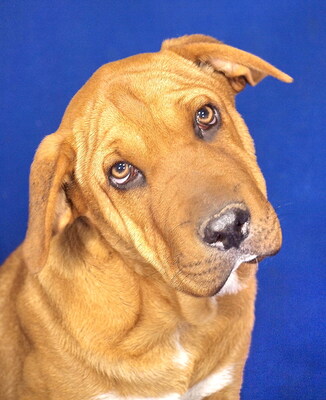 SUMO - sehr lieb und lustig, neugierig, verschmust, lebhaft, gelehrig, Mischling - Rüde