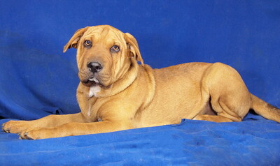 SUMO - sehr lieb und lustig, neugierig, verschmust, lebhaft, gelehrig, Mischling - Rüde