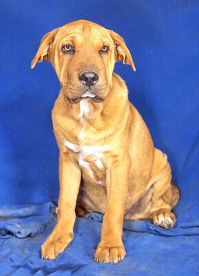 SUMO - sehr lieb und lustig, neugierig, verschmust, lebhaft, gelehrig, Shar Pei Mischling - Rüde