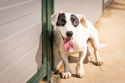 SUNNY - vorsichtig und schüchtern, bewegungsfreudig, spielt gerne mit anderen Hunden, Mischling (Video-Link vorhanden) - Rüde