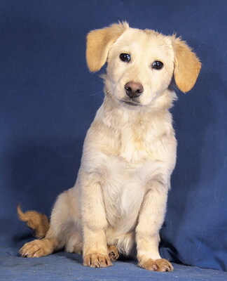 SUNSHINE - R E S E R V I E R T !!!!! lieb und anhänglich, vergnügt, verschmust, lebhaft, neugierig, gelehrig, katzenverträglich, Mischling Welpen - Hündin