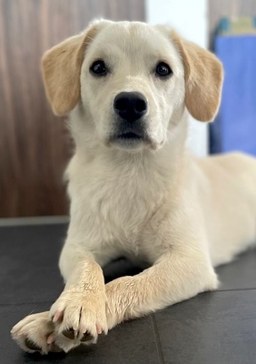 SUSHI schlaues Hundemädchen, Labradormix - Hündin