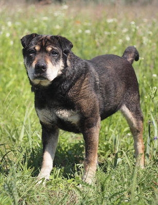 SUSI - freundlich und etwas sensibel, anhänglich, liebenswert, gelehrig, anfangs etwas ängstlich, Shar Pei Mischling - Hündin