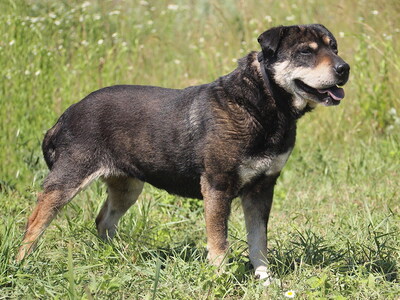 SUSI - freundlich und etwas sensibel, anhänglich, liebenswert, gelehrig, anfangs etwas ängstlich, Shar Pei Mischling - Hündin