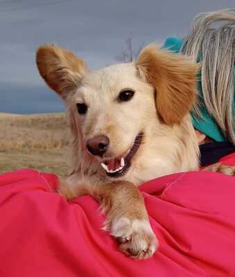 SUSI, mischling - Hündin