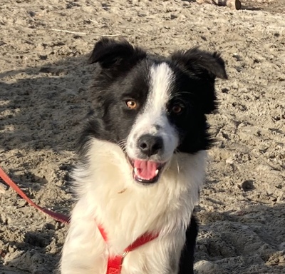 SWEEPY, Bordercolliemix - Rüde