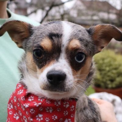 SWEETY - Linares, Chihuahua - kastriert - Hündin