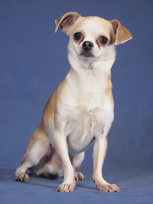 SWEETY - R E S E R V I E R T !!!!! freundlich, sensibel, anhänglich, fröhlich, interessiert, gelehrig, anfangs ängstlich, Chihuahua - Rüde