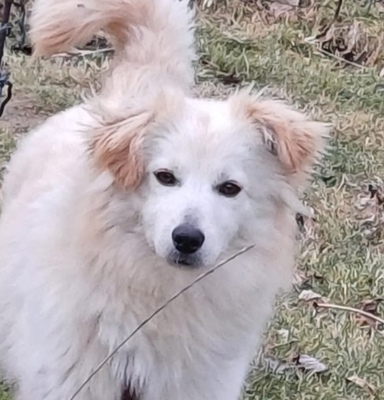 SWIPPY, Spitzmix - Hündin