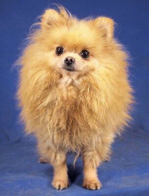 SYBILL - R E S E R V I E R T !!!!! menschenbezogen und sehr freundlich, ausgeglichen, fröhlich, lebhaft, gelehrig, katzenverträglich, Pomeranian Spitz - Hündin