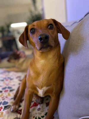 SYNTHIA, Dackelmix - Hündin