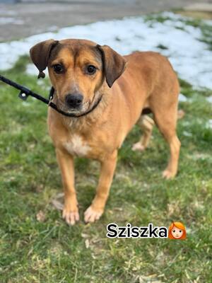 🐾 SZISZKA Hündin mit extrem lieben Charakter sucht 🐾
