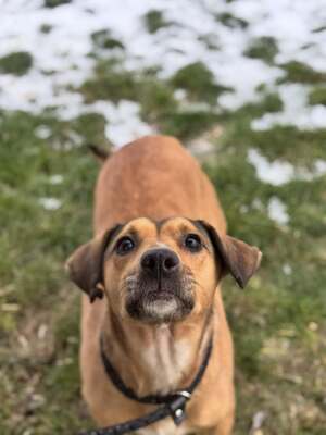 🐾 SZISZKA Hündin mit extrem lieben Charakter sucht 🐾, Mischling - Hündin