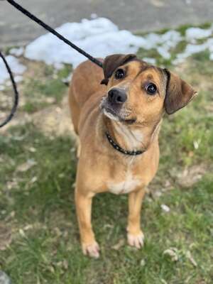 🐾 SZISZKA Hündin mit extrem lieben Charakter sucht 🐾, Mischling - Hündin