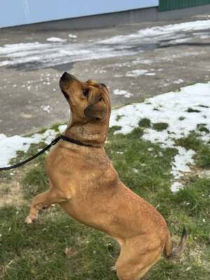 🐾 SZISZKA Hündin mit extrem lieben Charakter sucht 🐾, Mischling - Hündin