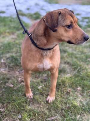 🐾 SZISZKA Hündin mit extrem lieben Charakter sucht 🐾, Mischling - Hündin