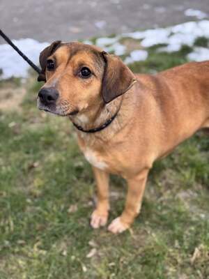 🐾 SZISZKA Hündin mit extrem lieben Charakter sucht 🐾, Mischling - Hündin